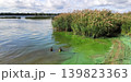 Realistic outdoor scene showing polluted green river water and neglected shoreline textures. Environmental awareness theme emphasized. 139823363