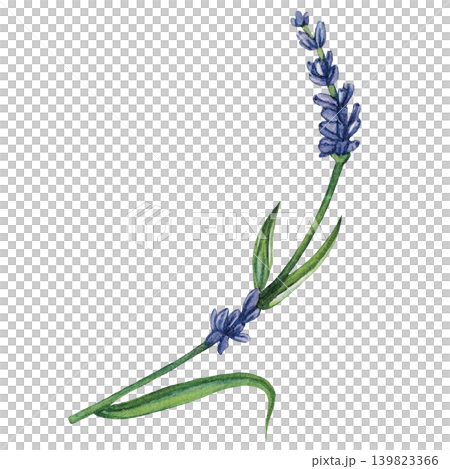 Lavender Sprig Watercolor Illustration Lavender Sprig Watercolor Illustration 139823366
