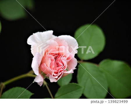庭で咲くピンクのバラの花 139823499