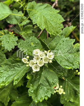Small white flowers growing in a clustered arrangement on a green shrub with textured leaves. Spring botanical plant shown in a natural outdoor close up composition. 139823600