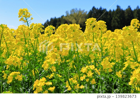 横浜町の菜の花畑と風車|青空の下に広がる満開の黄色い絨毯 青森県 横浜町の菜の花畑と風車|青空の下に広がる満開の黄色い絨毯 青森県 139823673