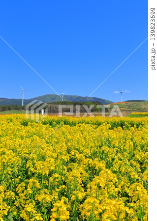 横浜町の菜の花畑と風車|青空の下に広がる満開の黄色い絨毯 青森県 横浜町の菜の花畑と風車|青空の下に広がる満開の黄色い絨毯 青森県 139823699