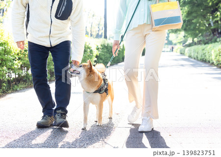 お散歩をしている柴犬 お散歩をしている柴犬 139823751