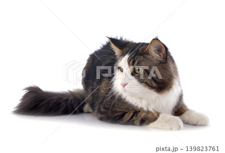 maine coon cat maine coon cat 139823761