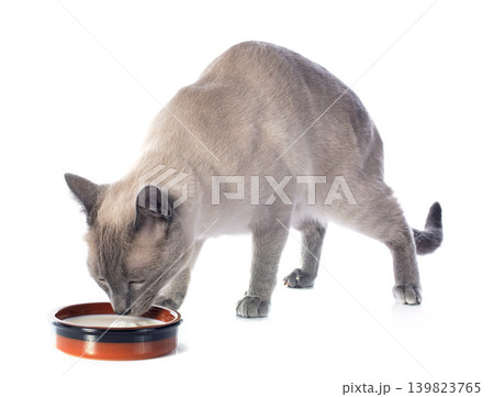 drinking Siamese Cat drinking Siamese Cat 139823765