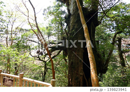 縄文杉トレッキング 大王杉 屋久島 縄文杉トレッキング 大王杉 屋久島 139823941