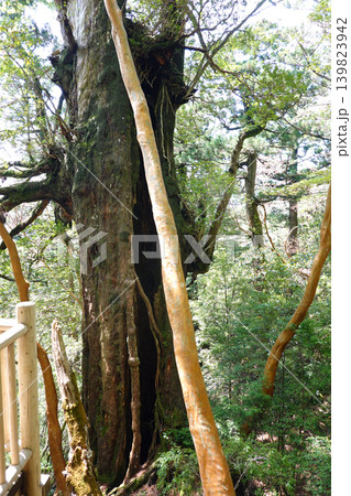 縄文杉トレッキング 大王杉 屋久島 縄文杉トレッキング 大王杉 屋久島 139823942