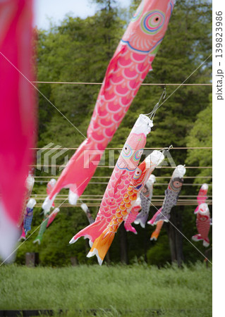 日本の初夏の風景 自然の中で泳ぐ遠近感のある五月の端午の節句の鯉のぼりたち 縦フレーム 日本の初夏の風景 自然の中で泳ぐ遠近感のある五月の端午の節句の鯉のぼりたち 縦フレーム 139823986