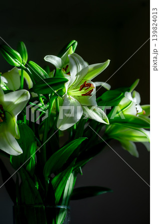 View of blooming white lily flowers on a dark background in rays of light View of blooming white lily flowers on a dark background in rays of light 139824013