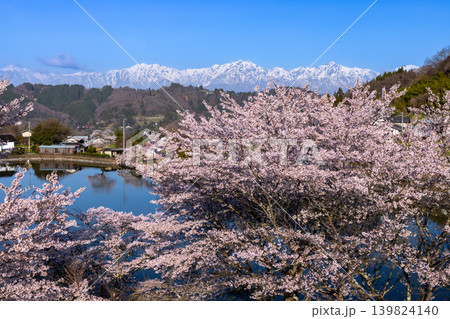 長野県長野市信更町涌池 池を囲むソメイヨシノの桜並木と涌池越しの残雪の北アルプスの景色 長野県長野市信更町涌池 池を囲むソメイヨシノの桜並木と涌池越しの残雪の北アルプスの景色 139824140