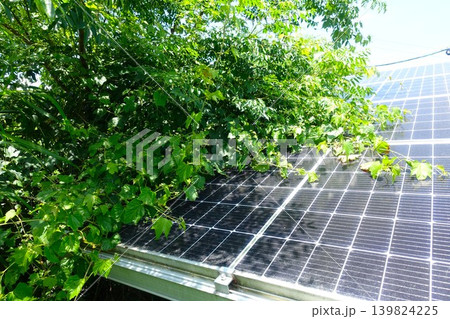 木に覆われ影響を受けた太陽光パネル 木に覆われ影響を受けた太陽光パネル 139824225