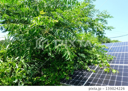 木に覆われ影響を受けた太陽光パネル 139824226