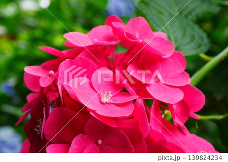 赤い紫陽花 139824234
