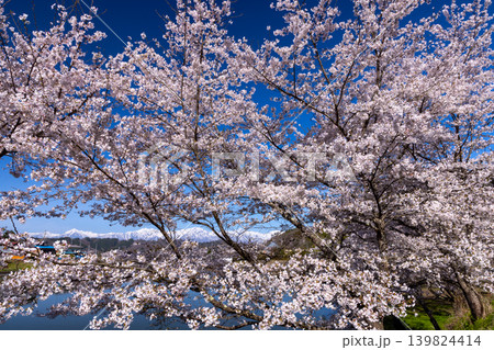 長野県長野市信更町涌池　涌池を囲むソメイヨシノの桜並木と桜の間から望む残雪の北アルプスの景色 139824414