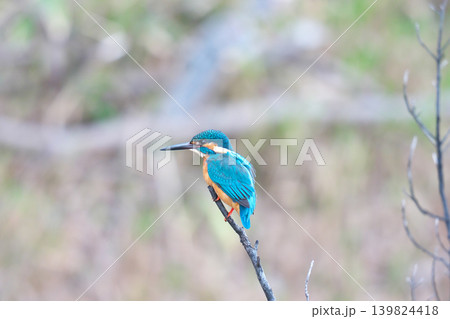 【野鳥 カワセミ】 【野鳥 カワセミ】 139824418