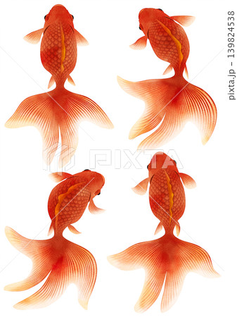 尾ヒレがひらひらした赤い金魚 四つ尾 尾ヒレがひらひらした赤い金魚 四つ尾 139824538