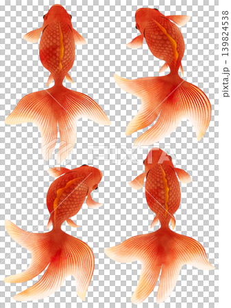 尾ヒレがひらひらした赤い金魚 四つ尾 尾ヒレがひらひらした赤い金魚 四つ尾 139824538