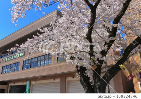 地域の安全を守る春の景色|青空の下で咲く満開のソメイヨシノ 青森県 地域の安全を守る春の景色|青空の下で咲く満開のソメイヨシノ 青森県 139824546