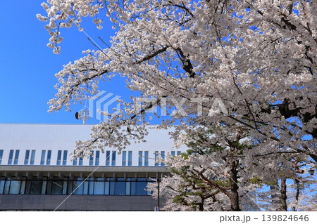 新たなステージと春の光|地方自治や地域活性化の文脈に使える美しい桜と建物の風景 新たなステージと春の光|地方自治や地域活性化の文脈に使える美しい桜と建物の風景 139824646