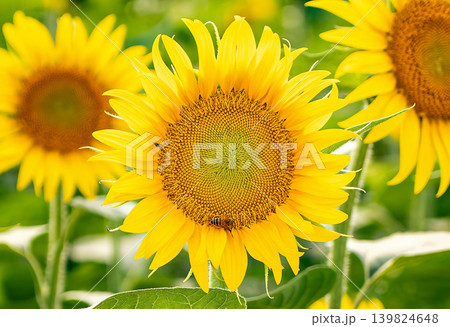 Sunflowers in field close-up Sunflowers in field close-up 139824648