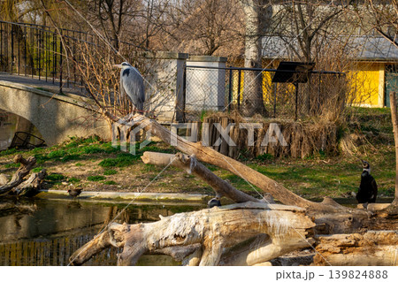 View of a gray heron sitting on a dry log at the zoo 139824888