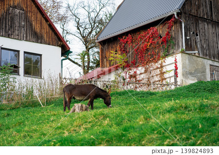 A donkey grazes on a farm among the Alpine mountains A donkey grazes on a farm among the Alpine mountains 139824893