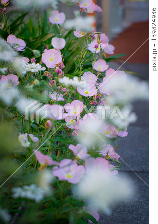 道端に咲く花 道端に咲く花 139824936