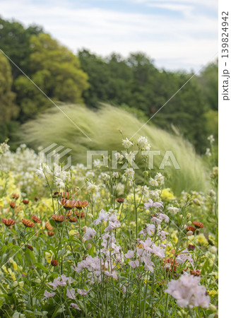 春の花畑　ピンクや白やレンジの小花たちの後ろでたなびくグラス 139824942
