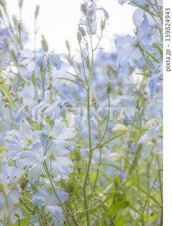 春の花畑 光に透ける淡い水色のデルフィニウムたち 春の花畑 光に透ける淡い水色のデルフィニウムたち 139824943