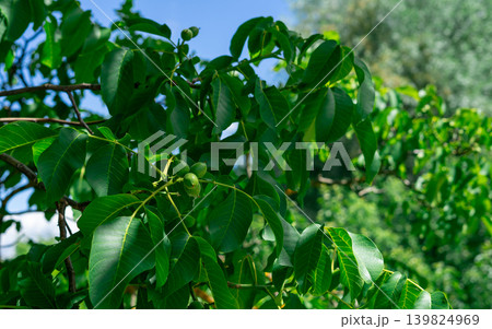 Unripe walnut fruits on tree branches. Walnut Tree Grow waiting to be harvested 139824969