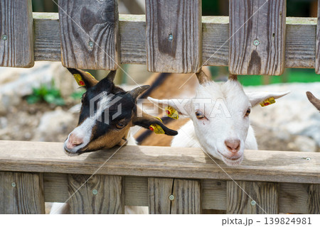 Two curious goats look through a wooden fence. Peaceful farming scene 139824981