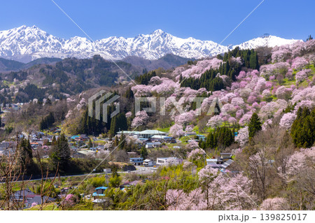 長野県上水内郡小川村高府　オオヤマザクラ、エドヒガンなどが咲く二反田の桜と残雪の北アルプス五竜岳など 139825017