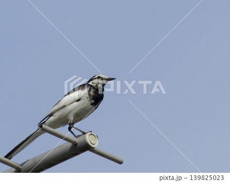 青空とアンテナに止まるハクセキレイ(白黒の野鳥) 青空とアンテナに止まるハクセキレイ(白黒の野鳥) 139825023