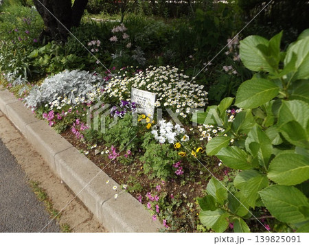 春の花ノースポールの可愛い白い花とビオラの花 春の花ノースポールの可愛い白い花とビオラの花 139825091