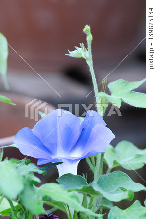 薄いブルーで涼しげな朝顔の花 薄いブルーで涼しげな朝顔の花 139825134
