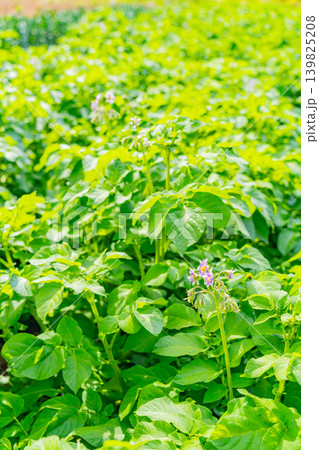 （静岡県）箱根西麓のジャガイモ畑（三島馬鈴薯） 139825208