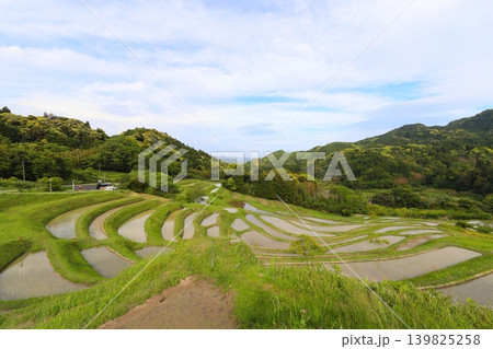【千葉県】田植の済んだ大山千枚田 【千葉県】田植の済んだ大山千枚田 139825258