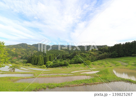 【千葉県】田植の済んだ大山千枚田 139825267