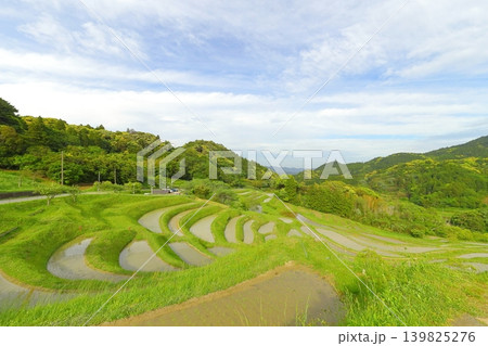 【千葉県】田植の済んだ大山千枚田 【千葉県】田植の済んだ大山千枚田 139825276