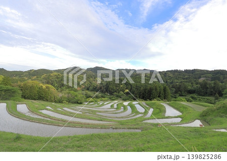 【千葉県】田植の済んだ大山千枚田 139825286