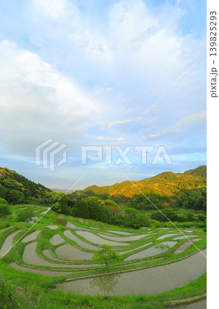 【千葉県】田植の済んだ大山千枚田 【千葉県】田植の済んだ大山千枚田 139825293