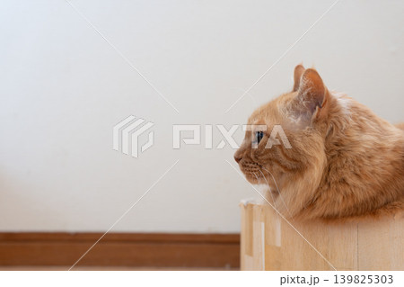 くつろぐ猫　茶トラ猫 139825303