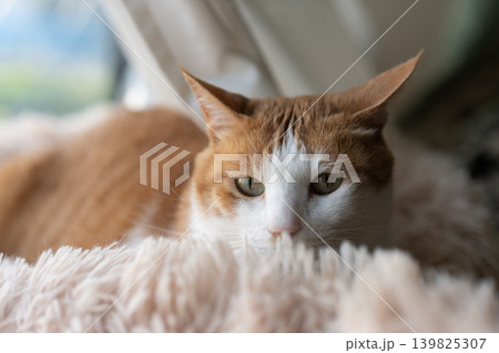 窓辺でくつろぐ猫 茶トラ白 窓辺でくつろぐ猫 茶トラ白 139825307