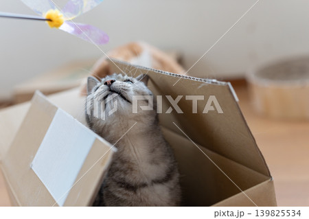 段ボール箱に入っている可愛い猫 サバトラ猫 段ボール箱に入っている可愛い猫 サバトラ猫 139825534