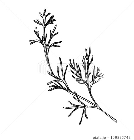 Dill Leaves Illustration in Minimal Botanical Ink Sketch Style Isolated on a Background. Hand drawn botanical line art. Ideal for culinary branding, herbal packaging, organic food labels, recipe 139825742