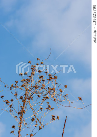 冬の澄んだ空と雲とツル植物の実01 冬の澄んだ空と雲とツル植物の実01 139825799