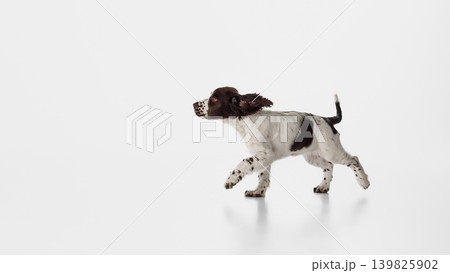 Brown and white spaniel puppy walking in profile with copy space on white background 139825902