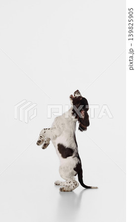 Spaniel puppy standing on hind legs and looking up on white background. 139825905