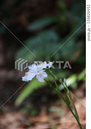 高尾山 薬王院 高尾山 薬王院 139826051