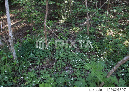高尾山 景色 花 高尾山 景色 花 139826207